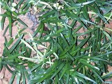 郴州市蘇仙區宏達草皮苗木基地公司簡介郴州市蘇仙區宏達草皮苗木基地