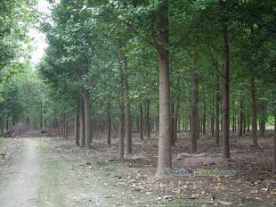 供應☆銀杏樹,銀杏樹價格,最新銀杏樹價格★-園杰銀杏苗木基地 邳州市翔齊銀杏苗木基地_紡織皮革