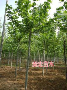 供應2014年山東濟寧7公分法桐滑桿帶土球價格_農副產品