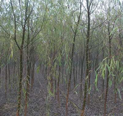 【出售垂柳*】圖片,海量精選高清圖片庫_保定綠源苗木-中國網(wǎng)庫