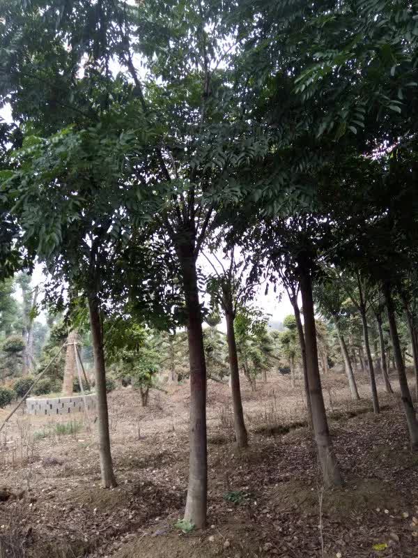 恭喜益鮮苗木入駐苗木通 湖南曾迎科 香樟專供,一線城市的選擇