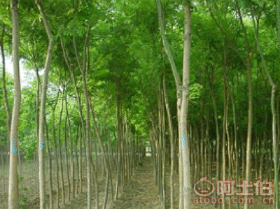 【菏澤25公分國槐基地 優(yōu)質(zhì)25公分國槐價(jià)格】25公分國槐,價(jià)格,廠家,供應(yīng)商,花木,菏澤市牡丹區(qū)雨澤苗木種植中心 - 產(chǎn)品庫