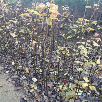 【水晶梨苗廠家價(jià)格早酥紅梨苗良種】泰安高新區(qū)旺運(yùn)苗木中心 - 產(chǎn)品庫