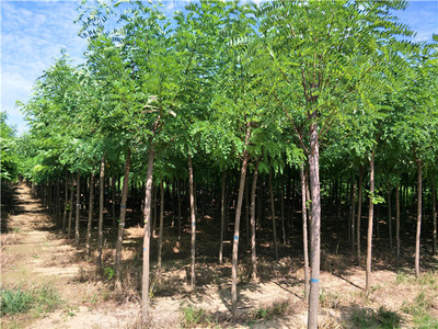 安徽刺槐苗木-實(shí)惠