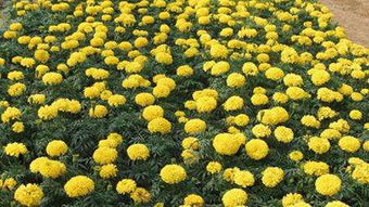 國慶菊價格 哪里能買到優(yōu)質國慶菊