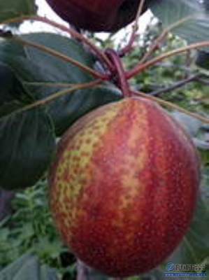 【秋月梨苗夏天生長廠家供應新梨七號梨苗誠心出售】泰安高新區(qū)旺運苗木中心 - 產品庫