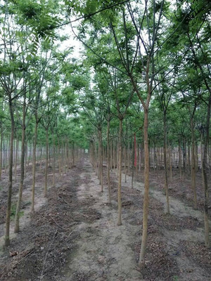 當年栽5公分國槐如和修剪