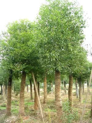 香樟-金華市建春綠化苗木場(產品圖片)-產品庫-中國花木網