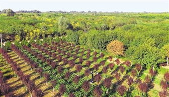 定州 苗木成生態(tài)富民主導(dǎo)產(chǎn)業(yè)