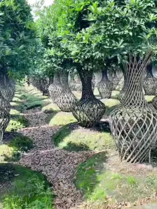 努力做好每一件小事就是一件了不起的大事 誠信苗木人 大量供應綠化苗木供應 紫薇造型樹 金牌苗木人 精品苗木