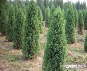 高度80 100公分檜柏