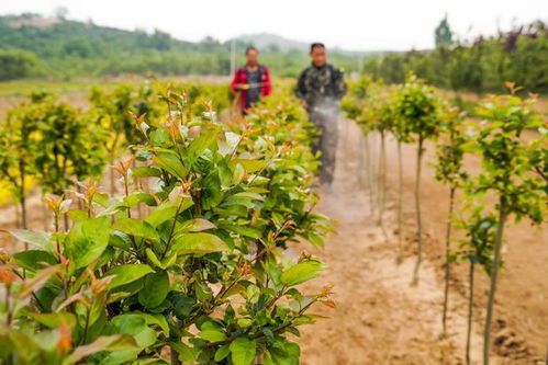 經濟 河北遵化 培育景觀苗木助增收