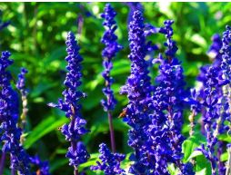 濰坊信譽(yù)好的鼠尾草供應(yīng)商推薦 安徽鼠尾草價(jià)格