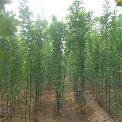 優(yōu)質(zhì)國槐 國槐小苗 國槐價(jià)格 綠化苗木國槐 國槐樹苗 綠化國槐圖片_高清圖_細(xì)節(jié)圖-博野縣盛祎苗圃場(chǎng)