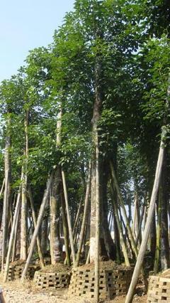 柳州報(bào)價(jià)、圖片、行情_柳州最新價(jià)格_柳州天成綠化苗木基地報(bào)價(jià)