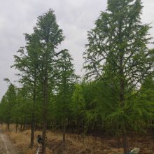 【鹽城水杉樹價(jià)格圖片】鹽城水杉樹價(jià)格 - 蘇杉苗木