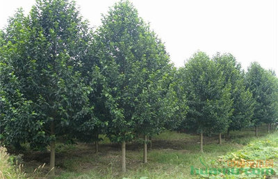 20171024_秋季種苗,苗木人你準備種什么?_