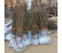 映雪紅桃樹(shù)苗產(chǎn)品信息