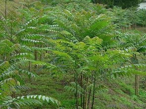 山東香椿樹(shù)苗 香椿樹(shù)苗基地價(jià)格 廠家 圖片