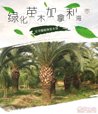 【榕翔苗木廠家供應(yīng)加拿利海棗園林景觀綠化苗木棕櫚植物】龍海市東泗鄉(xiāng)左岸花木場(chǎng) - 產(chǎn)品庫(kù)