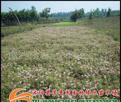基地直銷(xiāo)花灌木品種紅花繡線菊價(jià)格低廉(圖)