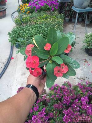 【泉州室內(nèi)綠化盆栽虎刺梅、質(zhì)優(yōu)價(jià)廉】綠化苗木,價(jià)格,廠家,供應(yīng)商,花木,龍海市東泗興輝園藝場(chǎng) - 產(chǎn)品庫(kù)