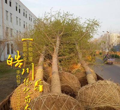 基地銀杏樹苗批發(fā) 綠化工程苗批發(fā) 銀杏樹樹苗價格 行道風景樹