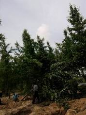 供應大量出售銀杏苗木 銀杏苗木批發(fā)_農副產品_世界工廠網中國產品信息庫