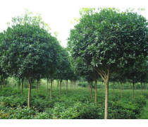 【苗圃直銷彩葉草彩葉草種子供應各種多年生草本植物量大從優】沭陽縣妙弋園林綠化苗木場 - 產品庫