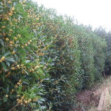 2020綠化苗木價格 報價 綠化苗木批發 園林網