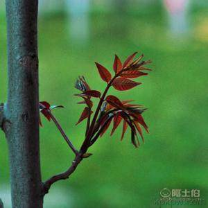 【香椿樹苗多0.7香椿苗批發廠家香椿苗有賣1公分香椿】泰安乾佑源苗木專業合作社 - 產品庫