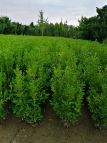 恭喜寧波陽(yáng)光苗木園入駐苗木通平臺(tái) 致力于精品苗木種植