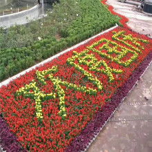 青州市茗茜花卉苗木專業(yè)合作社 熱銷(xiāo)產(chǎn)品