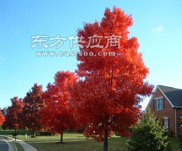 歐洲紅櫟樹苗 歐洲紅櫟樹苗 山東黃河苗木公司圖片