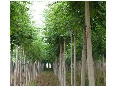 10公分平頭白蠟-2年冒-冠幅3米-樹干直。|林木種子|綠化苗木|供應信息|597苗木網