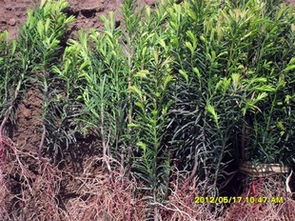 苗圃優質紅豆杉苗木3年生的籽苗