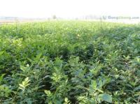 供應白蠟 國槐樹 接穗 承接速生白蠟 國槐 以及各種苗木嫁接_農副產品_世界工廠網中國產品信息庫