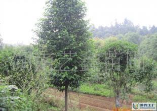 湖南長年低價出售樂昌含笑苗木 樂昌含笑苗木_農副產品_世界工廠網中國產品信息庫