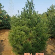 山東遠航苗木專業合作社