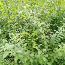 絳縣古絳鎮友梅苗木經銷部 供應產品