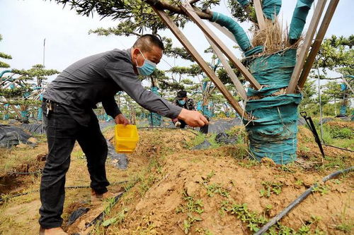 高淳椏溪 精品苗木助增收 鄉(xiāng)村長(zhǎng)出 致富樹