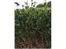 溫江鈞滔園林苗圃產(chǎn)品展示