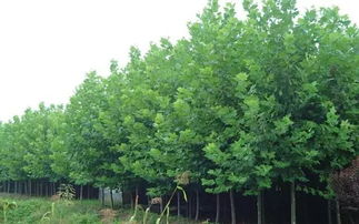 四個(gè)竅門告訴你苗木種植戶如何提升苗木利潤(rùn)空間