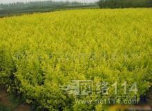 鎮(zhèn)江其他種子、種苗批發(fā)_鎮(zhèn)江其他種子、種苗供應(yīng)_其他種子、種苗鎮(zhèn)江廠家_ - 