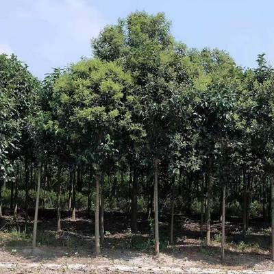 【高桿女貞行道樹_綠化工程高桿女貞行道樹苗圖片】高桿女貞行道樹_綠化工程高桿女貞行道樹苗 - 東臺市新街鎮(zhèn)勤茂園林苗木園