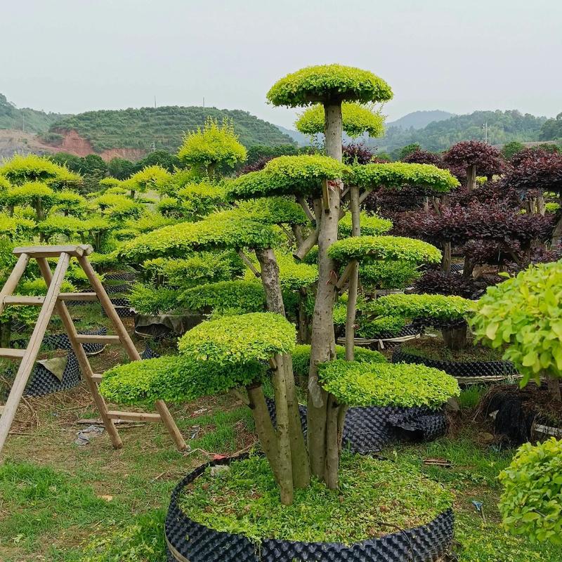 好樹配豪宅,好運自然來.基地自產自銷.#苗木供應 #別墅庭院