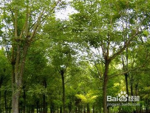 白蠟苗木的修剪整形技術