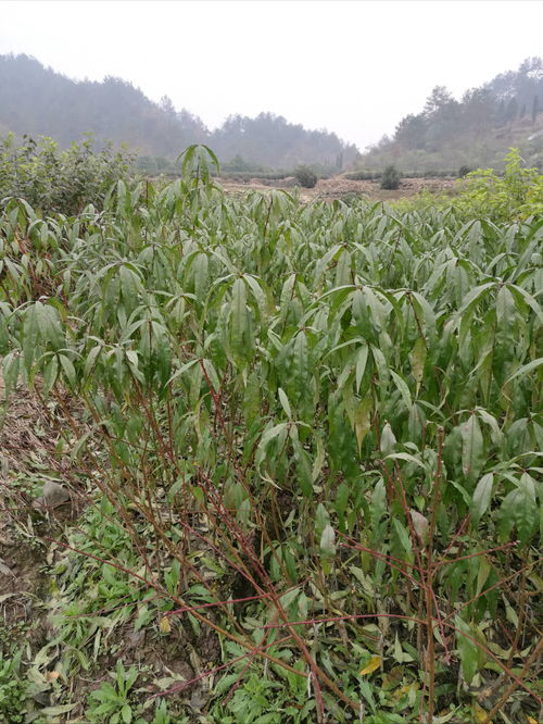 圖片,海量精選高清圖片庫 嵊州市長樂鎮新山種苗冬桃繁育場