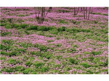 郴州市蘇仙區(qū)宏達(dá)草皮苗木基地公司簡介郴州市蘇仙區(qū)宏達(dá)草皮苗木基地