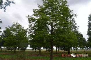 歐美發(fā)達(dá)國家高逼格苗圃企業(yè)是什么樣 一覽德國lappen精品苗木